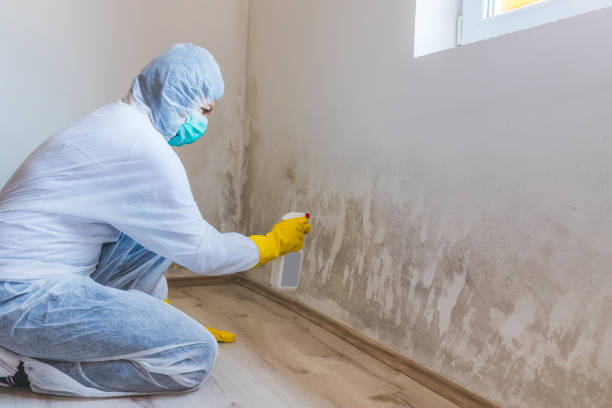 Licensed Mold Remediation service in Lowell, OR - WQB Mold Removal